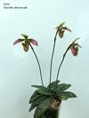 Paphiopedilum bullenianum var celebensis 